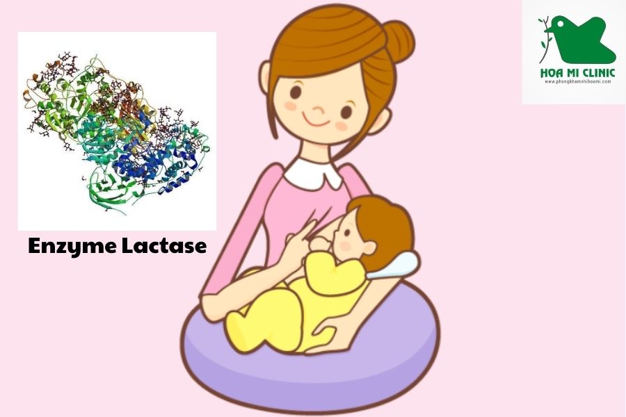Enzyme Lactase giúp phân giải đường trong sữa