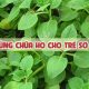 Lá hứng chanh chữa ho cho em bé bị ho