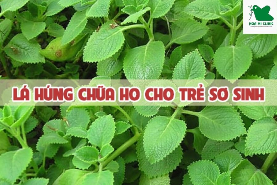 Lá hứng chanh chữa ho cho em bé bị ho