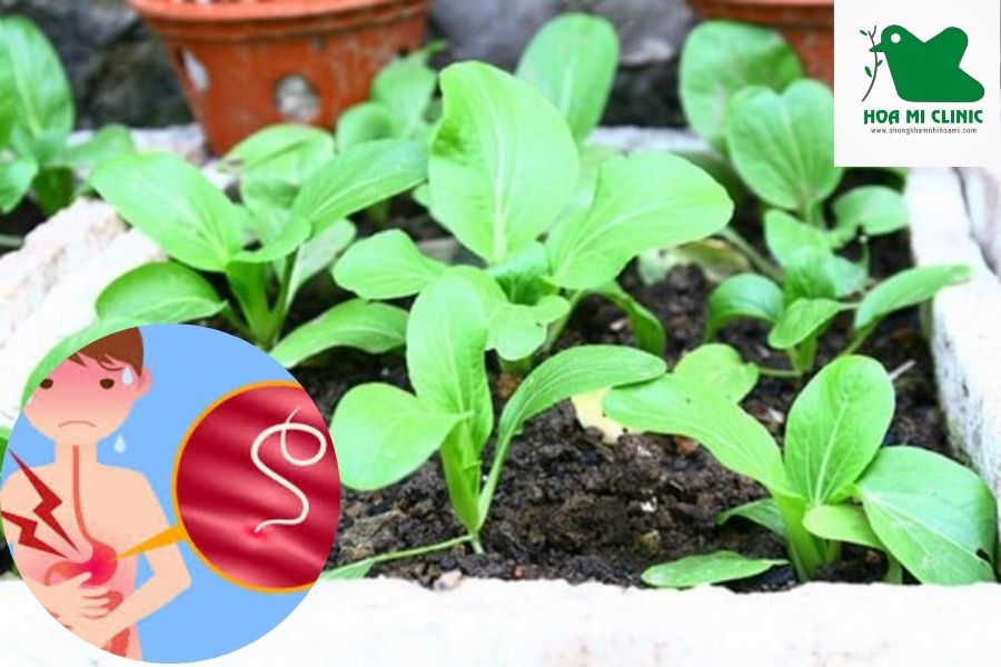 Rau chưa rửa sạch là nguồn lây nhiễm giun cho bé