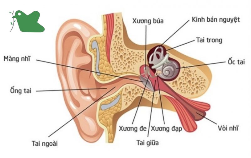 Cấu trúc tai chưa hoàn chỉnh và hệ miễn dịch yếu Là nguyên nhân trẻ dễ bị viêm tai giữa.