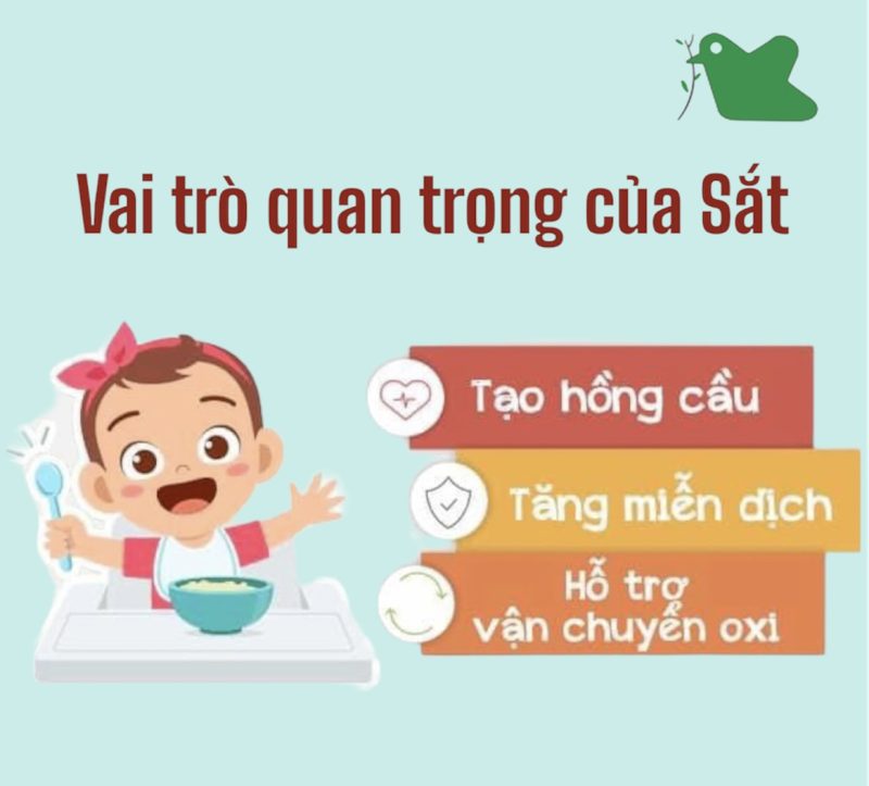 Vai trò quan trọng của sắt