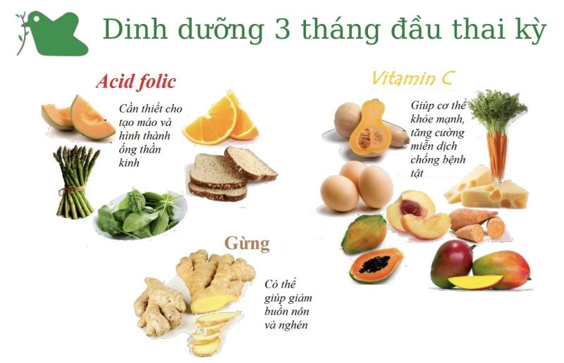 Mẹ bầu ăn gì trong giai đoạn 3 tháng đầu thai kỳ