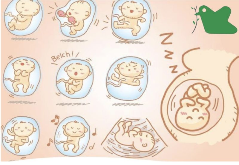 Theo dõi cử động thai- ghi nhận khoảng thời gian có dưới 10 cử động