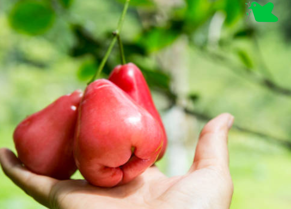 Lợi ích không ngờ của quả roi.