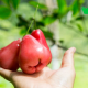 Lợi ích không ngờ của quả roi.
