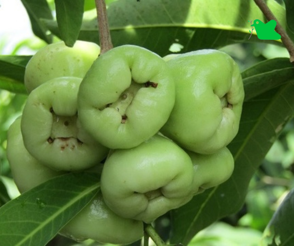 Cây roi xanh (mận xanh)
