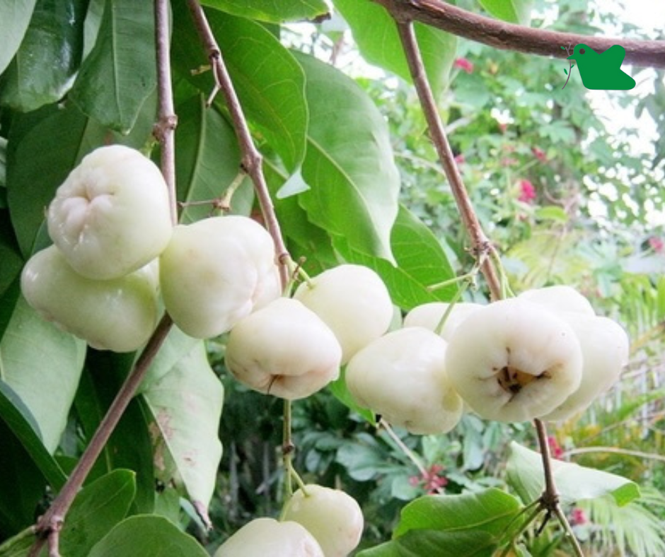 Cây roi trắng (mận trắng)