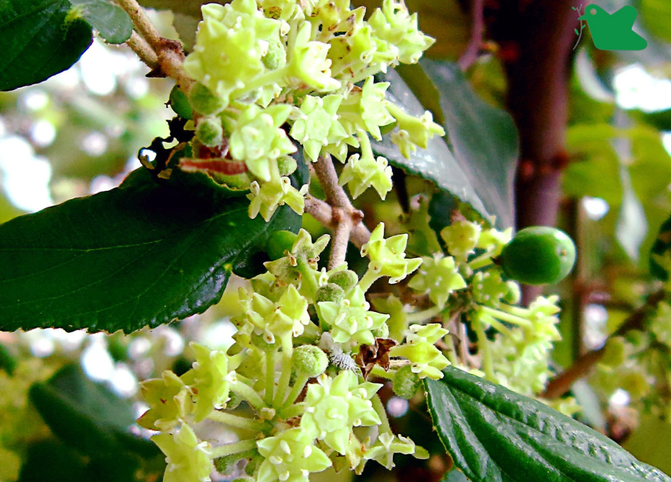 Lợi ích khi ăn táo ta