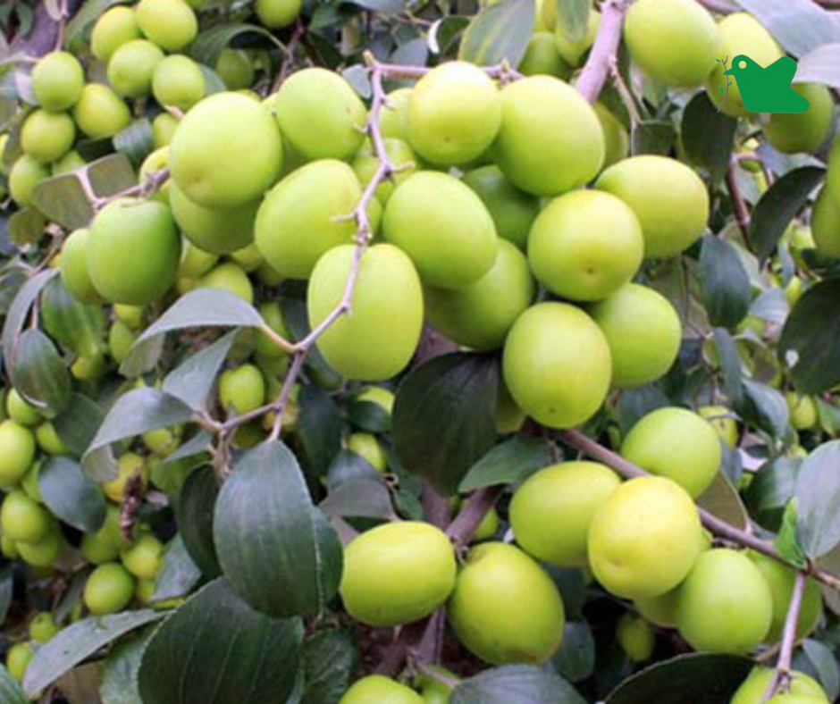 Lợi ích khi ăn táo ta